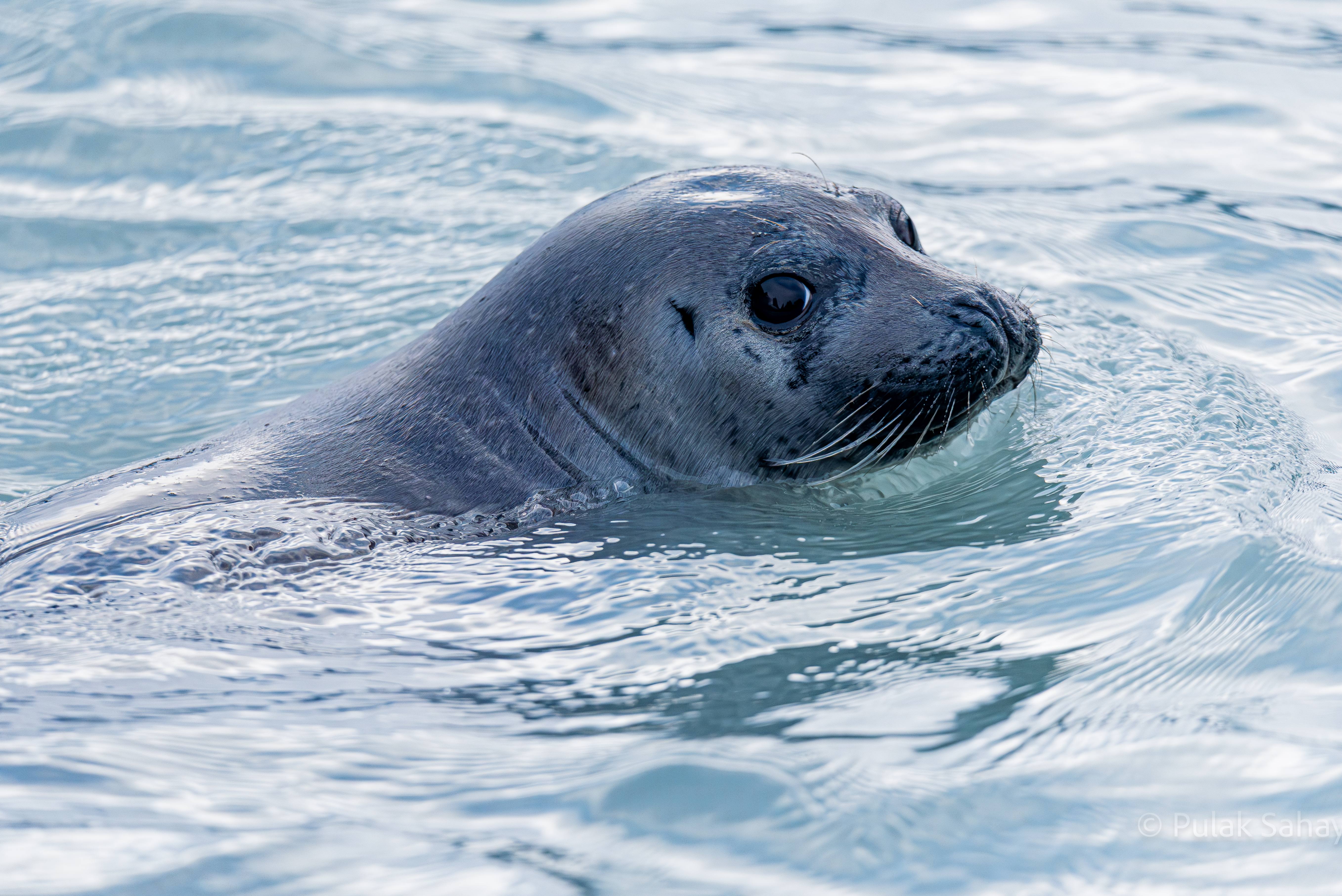 Seal looking up